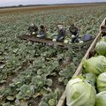 Põllumehed võivad rõõmustada: hooajatööliste värbamine välismaalt muutub lihtsamaks