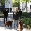 FOTOD: neljakäpalistelgi oma rongkäik! Vaata, kuidas koerad ühes omanikega läbi Tallinna südalinna marssisid