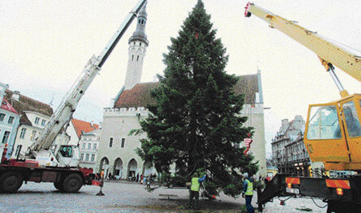 Jõulupuu paigutamine Raekoja platsile 2006. aasta novembris.