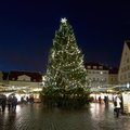 В четверг на Ратушной площади установят самую большую за все времена рождественскую ель