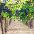 Viinamarjakasvatajad seisavad haruteel. Alternatiivina nähakse mandlite või arbuuside kasvatamist