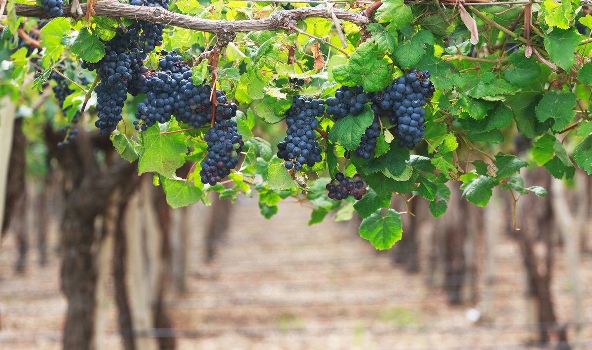 Viinamarjatööstus on suuresti traditsiooniline. Punane vein aga tarbijatele enam peale ei lähe.