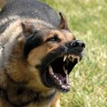 Лето в страховании: падения с качелей и нападения собак