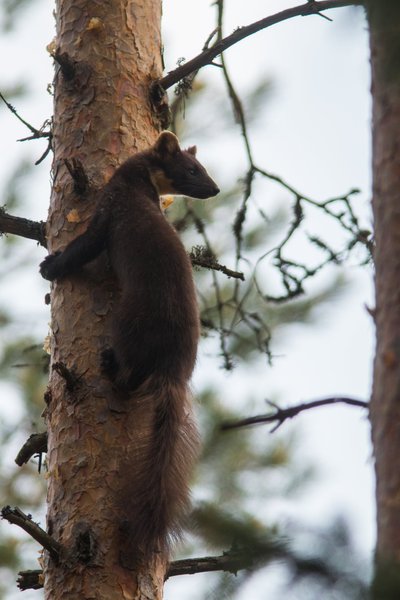 Metsnugis. Foto Tarmo Mikussaar, RMK auhind.