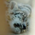 KURB! Inglise loomaaia talitaja prohmaka tõttu tarast pääsenud lumeleopard lasti maha