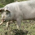 Tänasest kehtib seakasvatajatele sigade väljaspidamise keeld