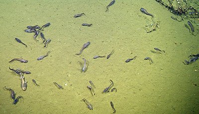 Madala hapnikutasemega keskkonnas elutsevad kalad
