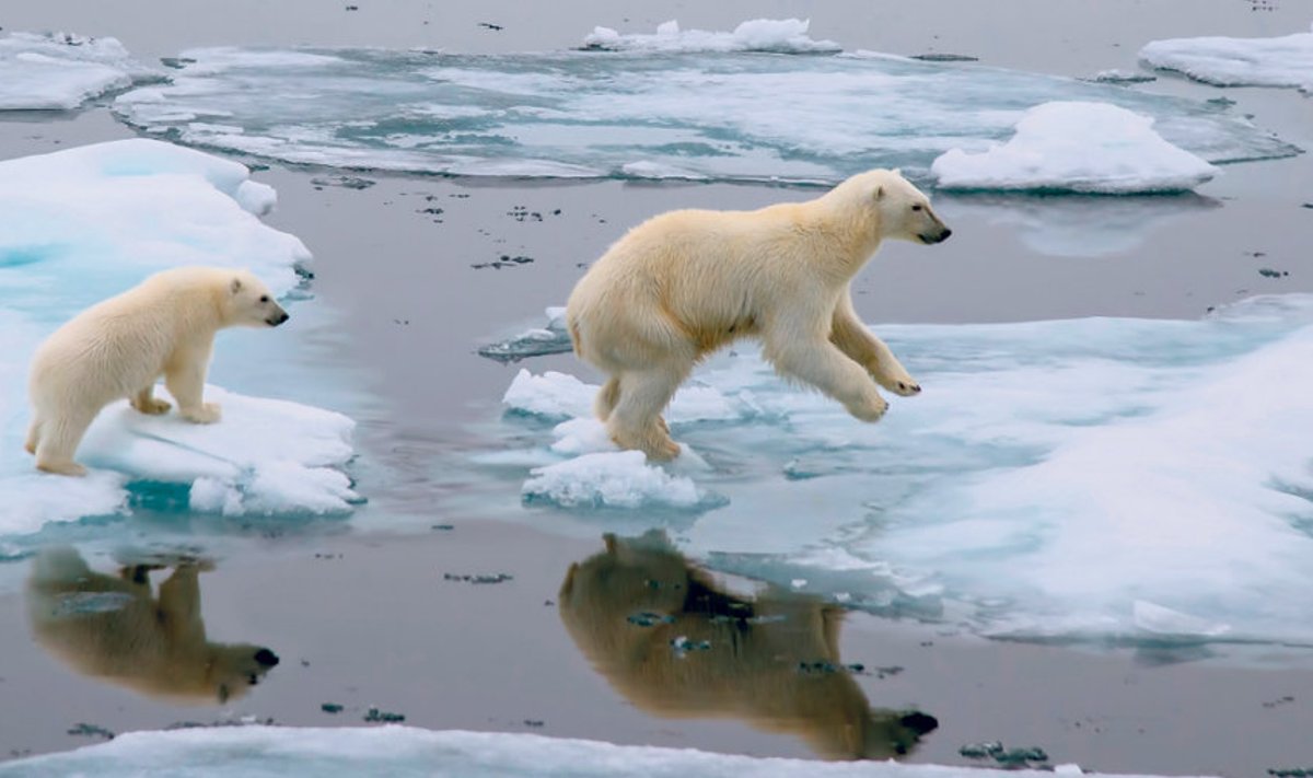 Jääb loota, et jääkarude elu planeedil Maa on veel pikka aega mõnusalt turvaline.
