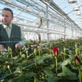 ENSV rikkad | Kuidas teenekas põllumees klaaspurkidesse topitud tuhandeid rublasid roosipeenardesse mattis