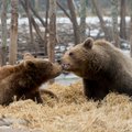 Alaveski karude tulevik: loomakaitsja Kadri Võrel selgitab karude probleemi tagamaid