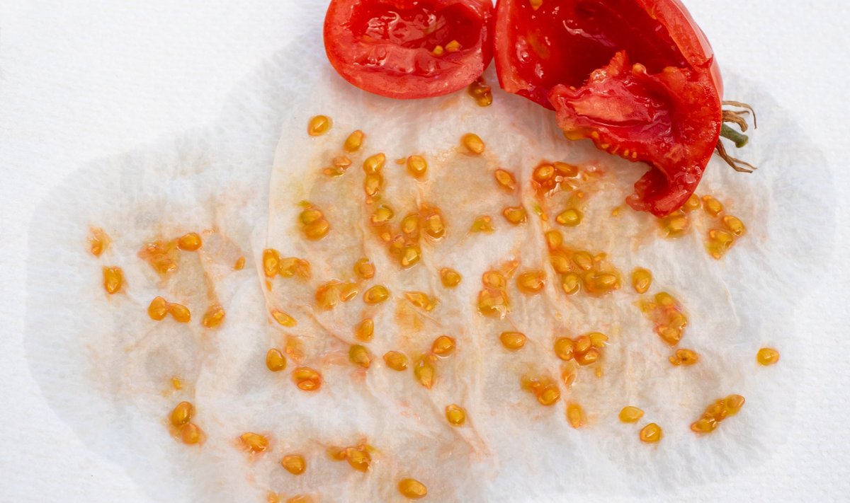 Seemneid tasub võtta veidi ülevalminud tomateilt.