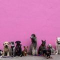 TEST | Mitu koeratõugu sa foto järgi ära tunned?