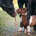 FOTOD | Pole ollagi! Maailma väikseim poni on vastsündinud lapse mõõtu ja meenutab pehmet mänguasja
