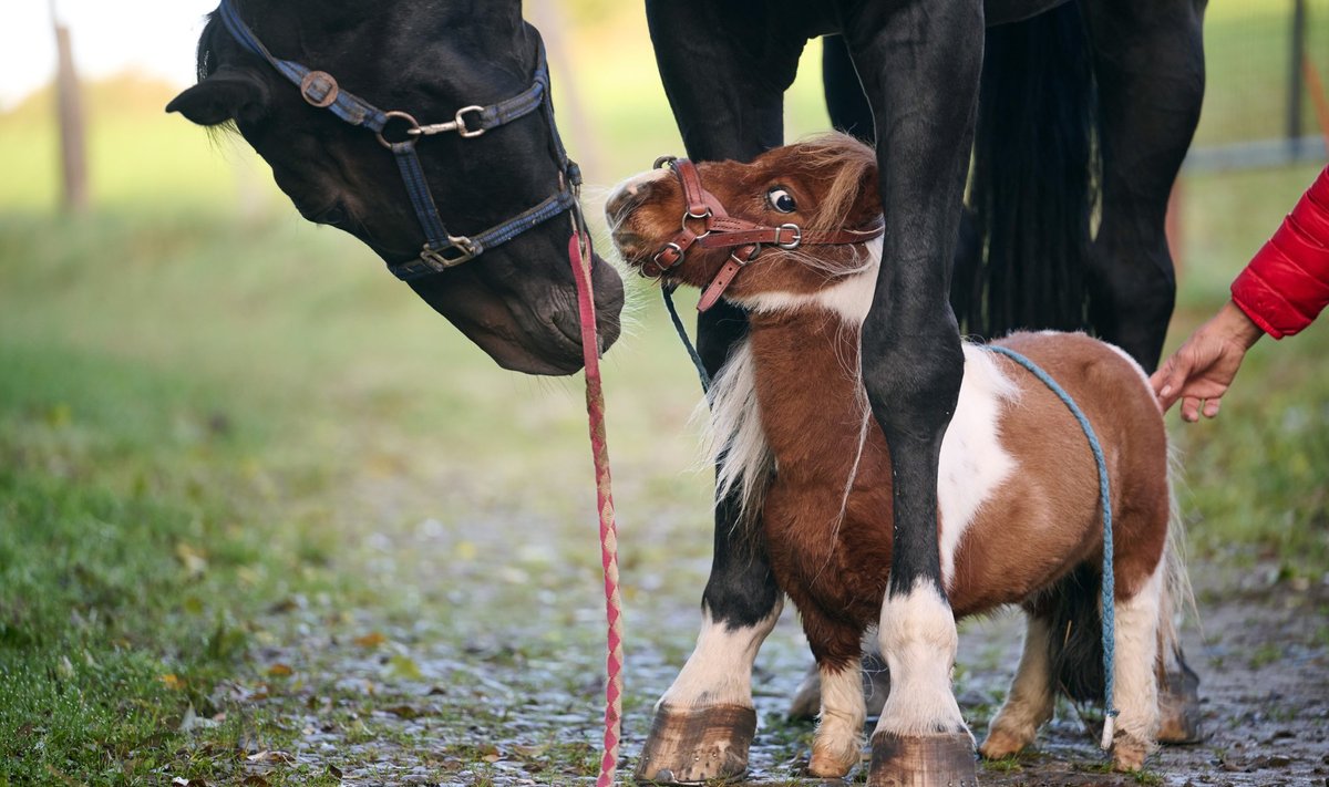 Maailma väikseim poni Pumuckel