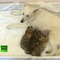 VIDEO: Lambakoer adopteeris 3 tiigrikutsikat