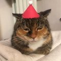 ФОТО | “Ничего веселого!” Животные против Рождества