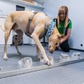 Helsingi lennujaamas tuvastavad koerad viiruse kiiremini kui laboritestid