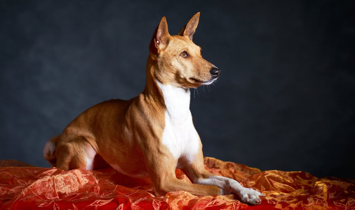 Basenji