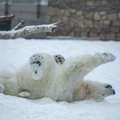 Rõõmsad FOTOD | Jääkarud naudivad, ahvid külmetavad ja lõvi piilub uksest: mis toimub talvekülmadega loomaaias?