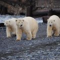 Vihased jääkarud otse ukse taga: Vene teadlased on polaarjaamas lõksus