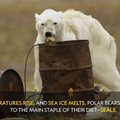 Ekspert: video nälga surevast jääkarust on eksitav