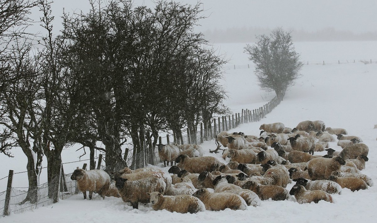 Šotimaa lumised lambad