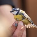 Hämmastav avastus: teadlased tegid kindlaks seose vaimse tervise hädade ja lindude vahel