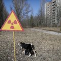Вольные собаки Чернобыльской зоны и их новые друзья