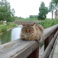 Suri üks kahest Kuressaare kuulsast kassist: lossi maskott KaaKaktus