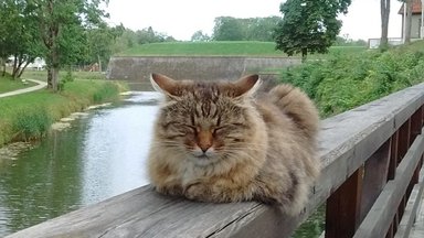 Умер один из самых известных котов Эстонии, радовавший посетителей замка Курессааре