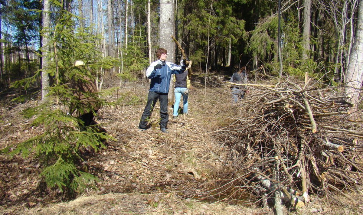 Talgute korras korjati metsa alt kokku hooldusraie tulemusena sinna jäänud oksad ja võsa. Foto: Dagmar Seera