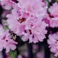 TASUB TEADA │ Mis on rododendroni kasvatamise edu kolm saladust?