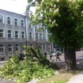 FOTOD: Tallinna kesklinnas rebis tuul puu küljest suure oksa