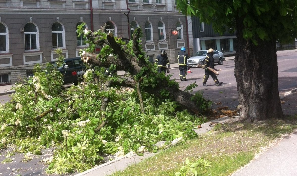Esmaspäeval Tallinnas puu küljest lahti rebenenud oks sõiduteel