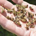 Смерть миллионов пчел в Ляэне-Вирумаа может быть связана с использованием пестицидов