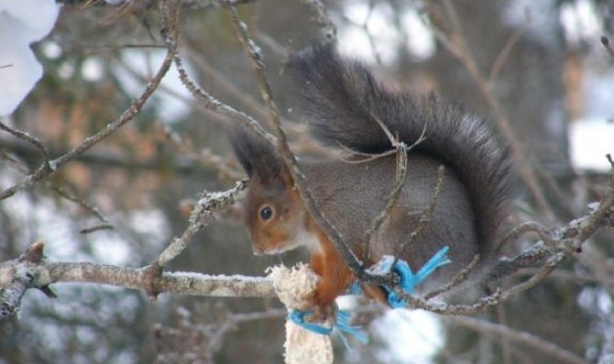 Orav pekki söömas