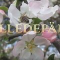EKSOOTILINE FILMIELAMUS | Seitse minutit Marimaa lilledepäeva ilu ja lusti