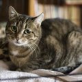 Liisbethi elu pöördeline päev: vaist juhtis selle kassi täpselt õige talu õuele