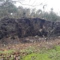 ВИДЕО | "Как землетрясение": вчерашний шторм вырвал с корнем во дворе дома шестнадцать взрослых елей