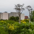 Жителей Эстонии предупреждают об опасности отравления растениями 