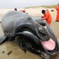 Mida teha hiiglasliku vaalakorjusega rannal (igatahes, ära seda õhku lase)