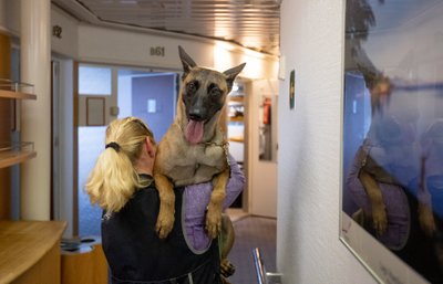 Maksu- ja Tolliameti teenistuskoerte narkootiliste ainete otsimise treening Tallinki laeval Isabelle
