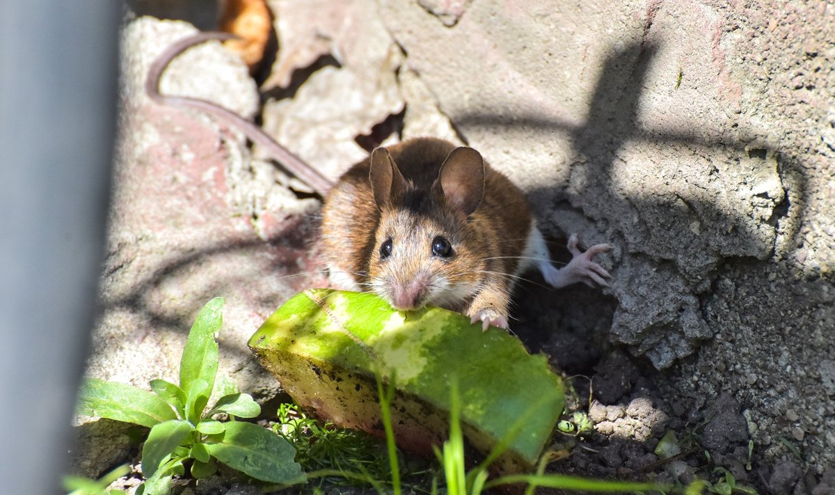 Kui õues läheb külmaks, kolivad hiired tuppa. Ka kompostihunnikust leitud toit tassitakse siis majja.