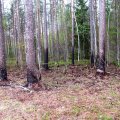 Leili metsalood | Metsapõlengu jäljed