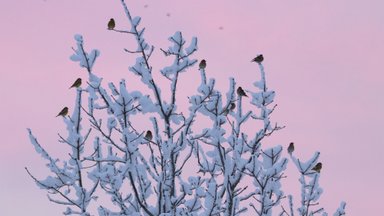 KIHVTID PILDID | Riiakad rohevindid võivad kakelda ka õhus