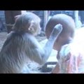 VIDEO: internetisensatsioon — vaata, kuidas ahv väikese tüdruku endale lapseks võttis!