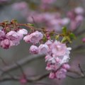 GALERII | Kevadpealinn Türi lummab tuhandete kirsiõitega