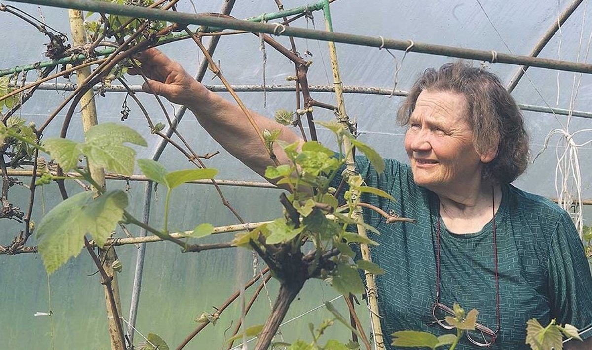 Isegi väikeses Eestis on kliima igas otsas erinev, nii et Lõuna-Eestisse ja Põhja-Eestisse sobivad täiesti erinevad viinapuusordid, ütleb Aili Kivistik.