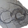 Paleontoloogid avastasid 240 miljonit aastat tagasi elanud „Hiina draakoni“