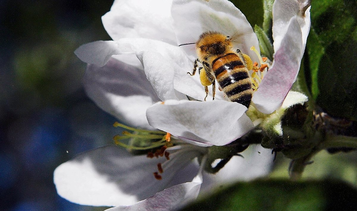 Mesilastel on palju stressifaktoreid.